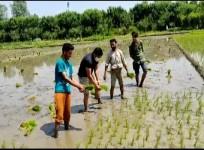 DIG North Kashmir Surjit Kumar transplanting paddy plants in Sopore