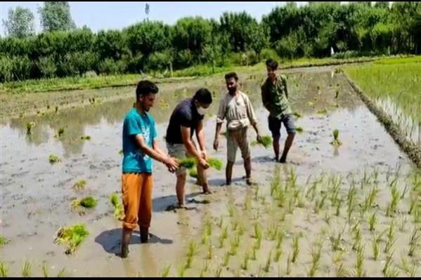 DIG North Kashmir Surjit Kumar transplanting paddy plants in Sopore