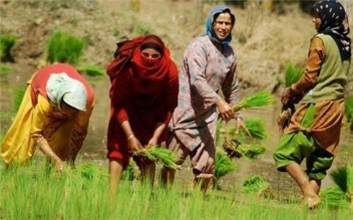 Paddy crops