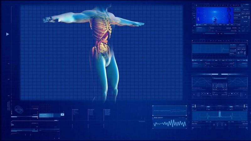 Human Anatomy