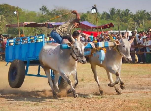 What is Shankarpat; bullock cart racing is Maha's rich cultural ...