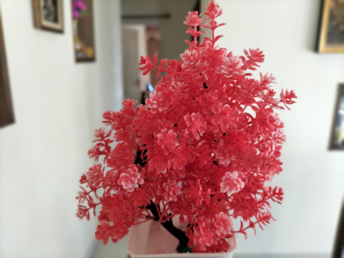 Oppo F19 camera sample