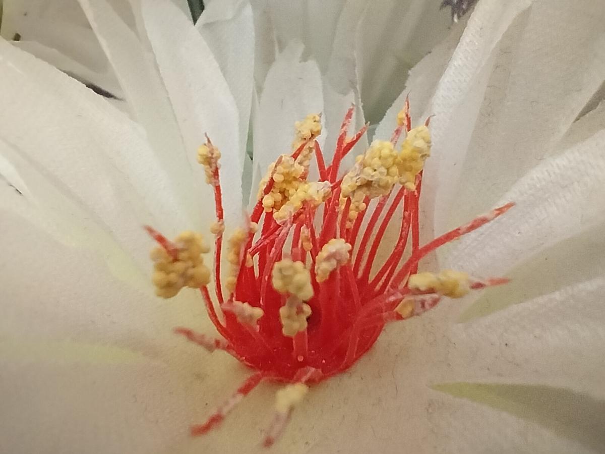 Oppo F19 camera sample