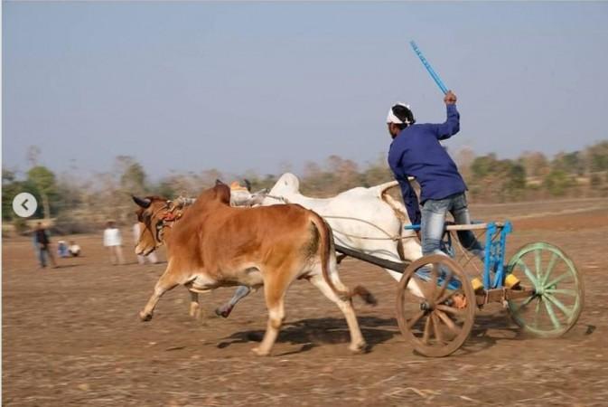 Although not so glamourized, bullock cart races still continue to take place in rural India. A scene from Madhya Pradesh captured by documentary filmmaker Pradeep Lekhwar Although not so glamourized, bullock cart races still continue to take place in rural India. A scene from Madhya Pradesh