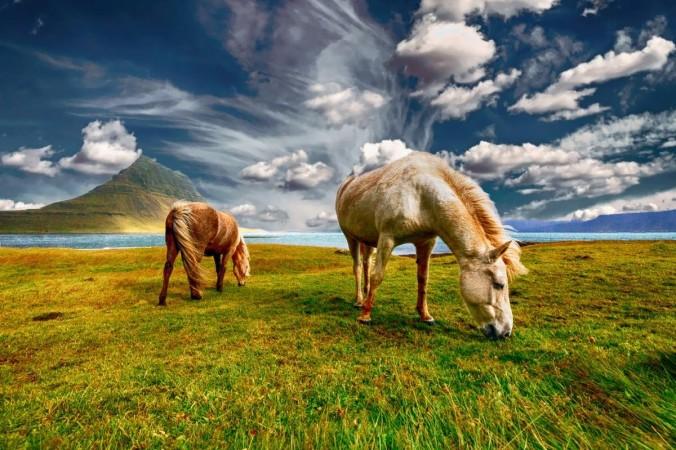 Horse Migration