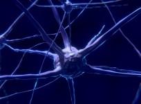 Neurons
