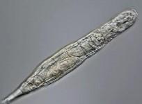 Bdelloid rotifer