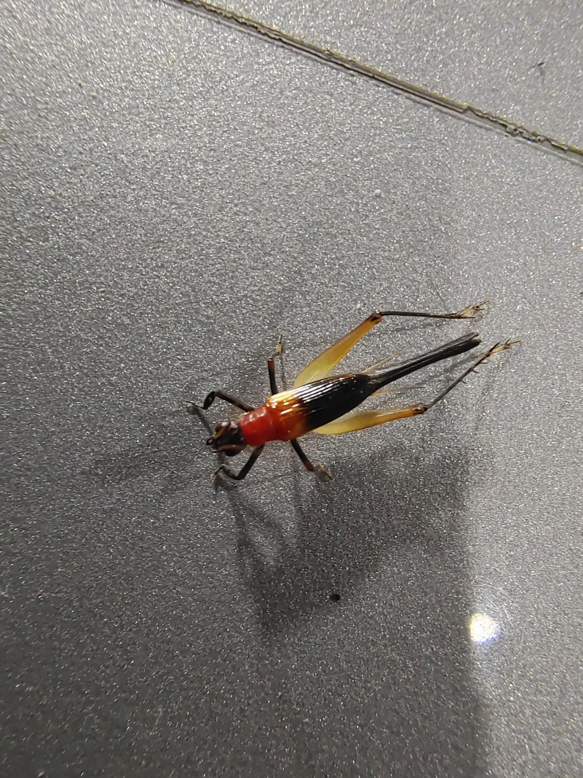 iQoo 7 camera sample iQoo 7 camera sample