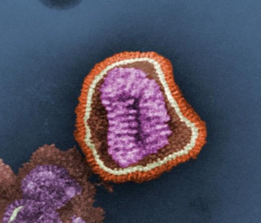 Influenza Virus (Representational Picture) Influenza A Virus