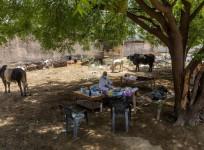 Rural India and COVID realities