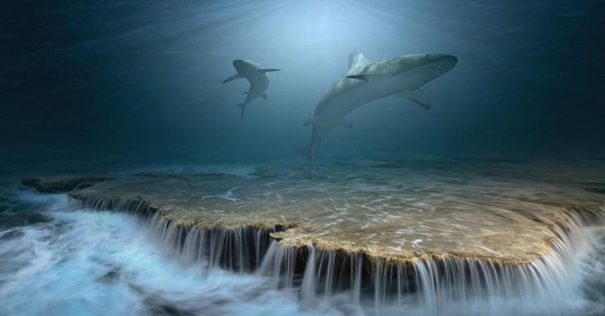 Marine Life