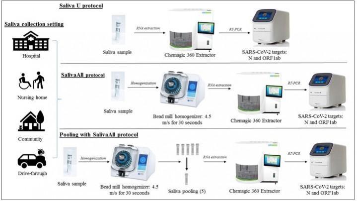 Schematic overview of sample processing and severe acute respiratory syndrome coronavirus 2 (SARS-CoV-2) assay workflow, depicting main steps. Matched nasopharyngeal swab (NPS) and saliva sample pairs collected in health care and community settings were tested and validated as follows. Top panel: NPS or saliva samples were processed with protocol U for nucleic acid extraction using a semi-automated instrument, followed by RT-PCR for N and ORF1ab gene targets and internal control (IC) used as extraction and RT-PCR IC. Middle panel: Saliva samples processed with SalivaAll protocol that included a saliva homogenization step using a bead mill homogenizer before RNA extraction and downstream processing. Bottom panel: Saliva samples were homogenized using a bead mill homogenizer (SalivaAll protocol) before pooling samples with a five-sample pooling strategy for SARS-CoV-2 testing Saliva testing