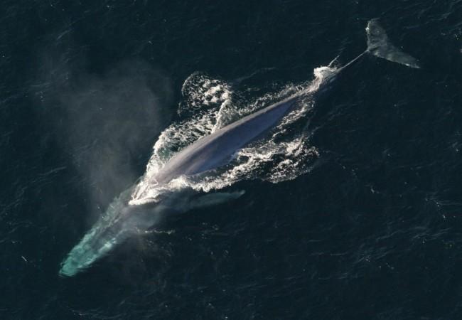Whale population