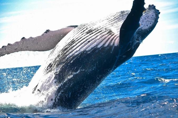 Whale population
