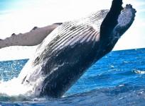 Whale population