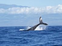 Deep diving whales