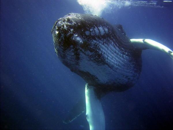 Deep diving whales