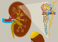 Kidney