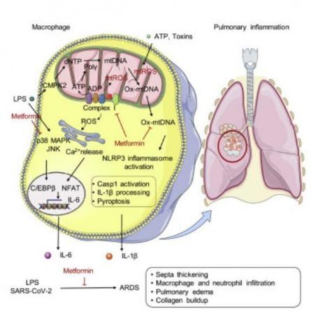 Metformin's inhibition of ETCCI blocks ATP-dependent mtDNA synthesis, cytoplasmic ox-mtDNA generation and NLRP3 inflammasome activation in macrophages, independent of AMPK and NF-kB. By limiting IL-1b production, metformin blunts pulmonary inflammation SARS-CoV-2 Coronavirus