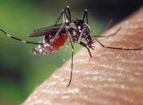 Dengue