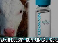 Covaxin doesn't contain calf serum