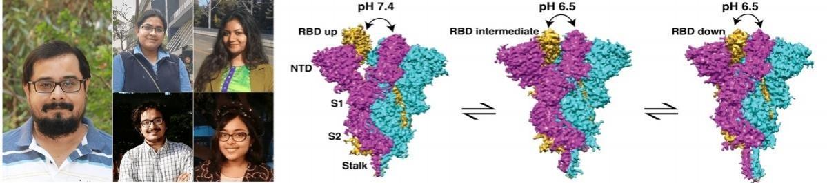 IISc's study reveals novel insights into the structure of Covid spike protein, may help in developing vaccines.