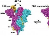 IISc's study reveals novel insights into the structure of Covid spike protein, may help in developing vaccines.