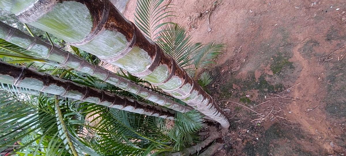 OnePlus Nord CE 5G camera sample: