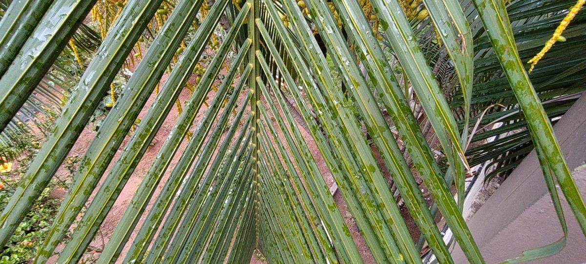 OnePlus Nord CE 5G camera sample: