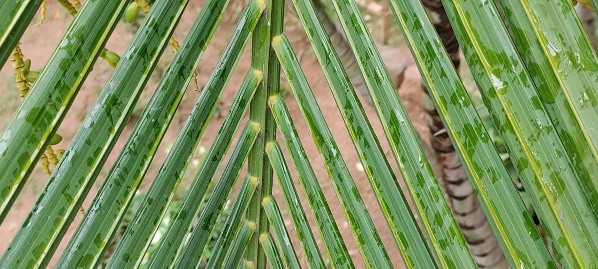 OnePlus Nord CE 5G camera sample: