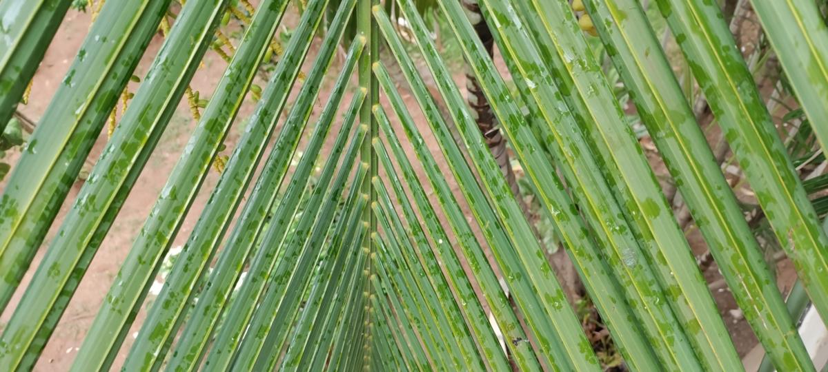 OnePlus Nord CE 5G camera sample: