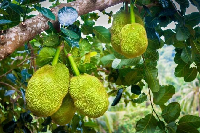 Jackfruit (Representational Picture) Jackfruit