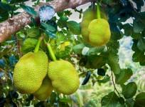 Jackfruit