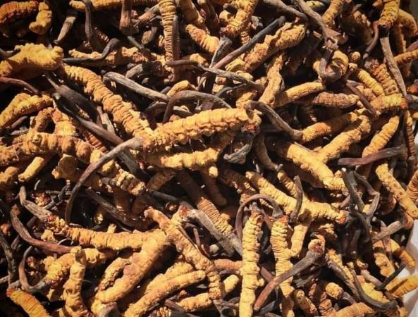 Yarsagumba, caterpillar fungus costing lakhs per kg Yarsagumba, caterpillar fungus costing lakhs per kg