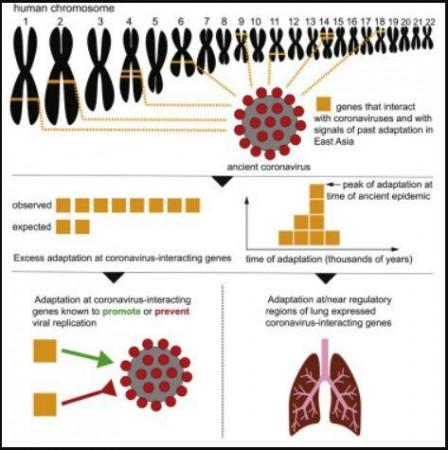 An ancient viral epidemic involving host coronavirus interacting genes more than 20,000 years ago in East Asia Ancient Coronavirus