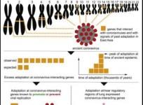Ancient Coronavirus