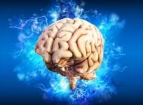 Human Brain