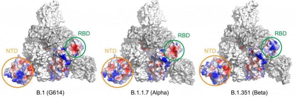 Mutations in the SARS-CoV-2 variants cause changes in the electrostatic potential (electric charge at rest) on the spike surface. Here, positively charged areas are shown in blue and negatively charged areas in red. In the Beta variant, the receptor-binding domain (RBD) and N-terminal domain (NTD) have changed substantially, affecting the ability of antibodies to bind to and neutralize the virus RBD
