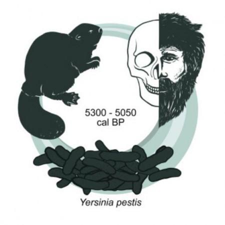 Potential route transmission of Yersinia pestis in RV 2039 RV 2039