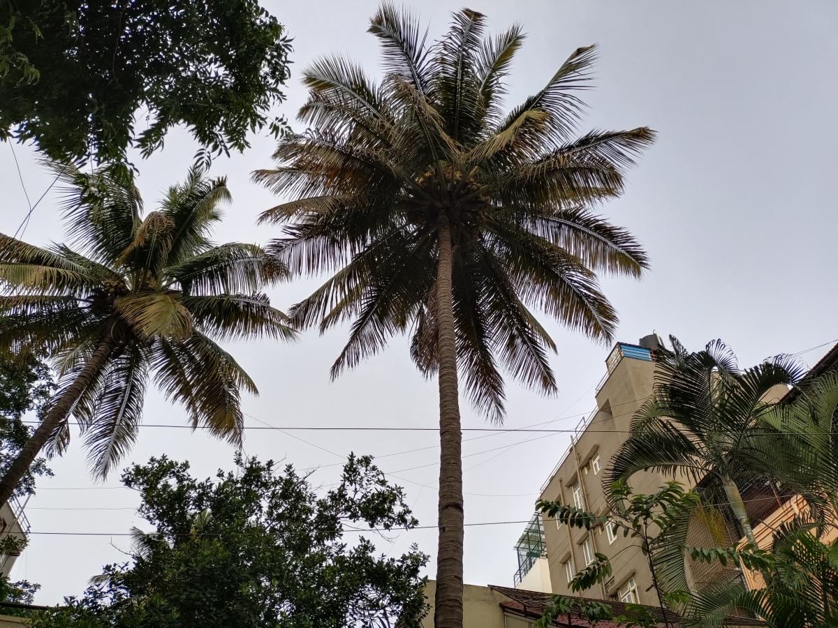 iQoo Z3 camera sample - Main lens iQoo Z3 camera sample