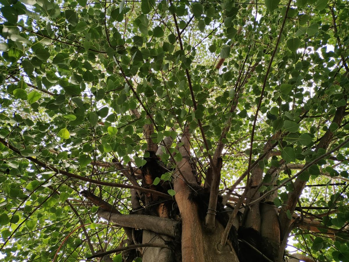 iQoo Z3 camera sample- Primary lens iQoo Z3 camera sample