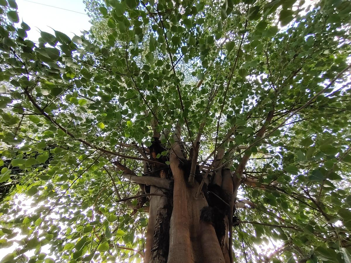 iQoo Z3 camera sample - Ultra-wide iQoo Z3 camera sample