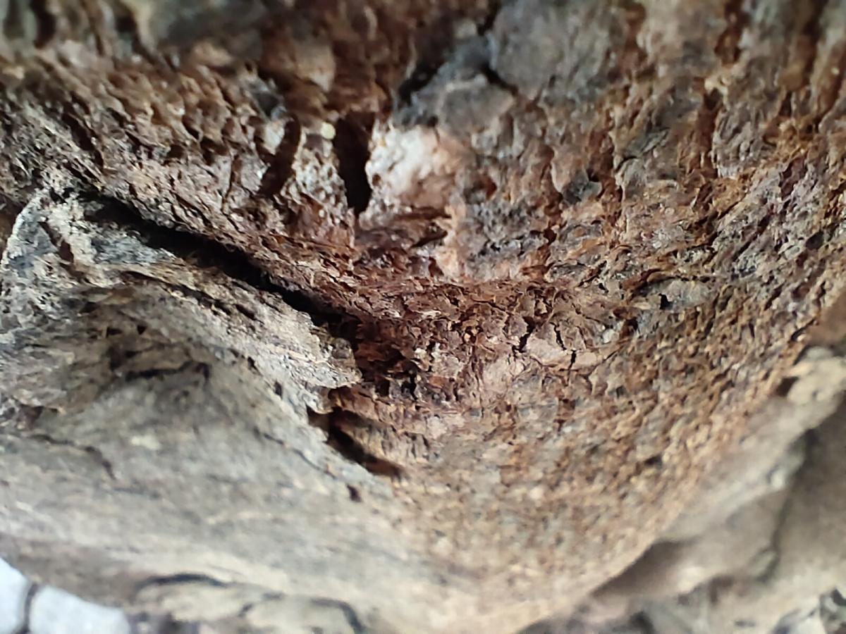 iQoo Z3 camera sample - Macro iQoo Z3 camera sample