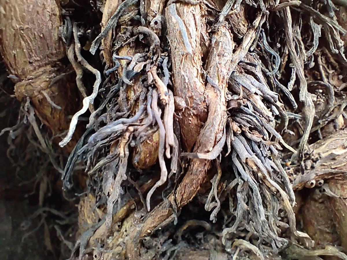 iQoo Z3 camera sample - Macro iQoo Z3 camera sample