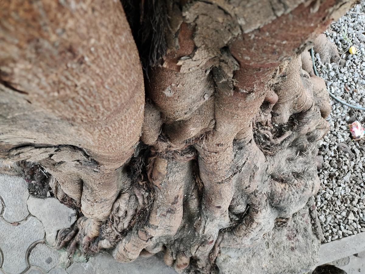 iQoo Z3 camera sample iQoo Z3 camera sample