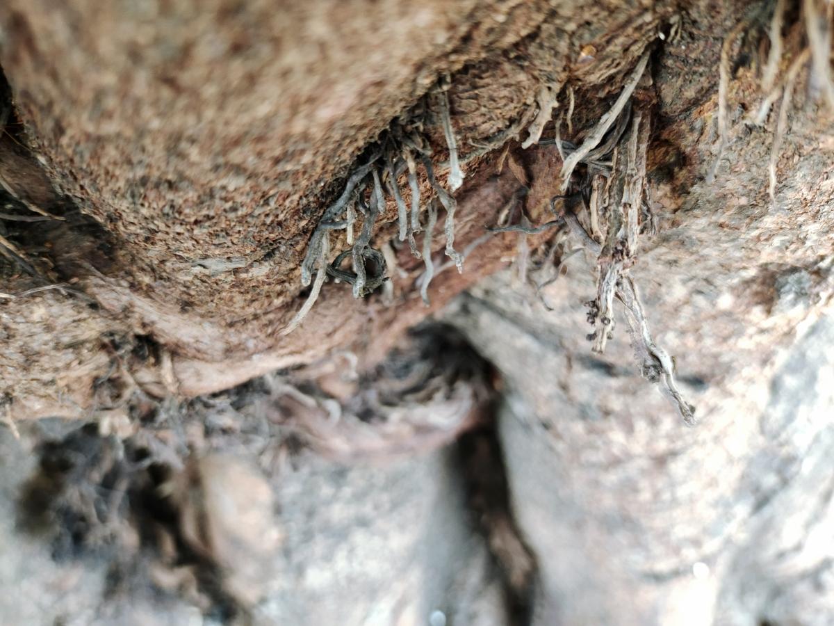 iQoo Z3 camera sample - Portrait iQoo Z3 camera sample