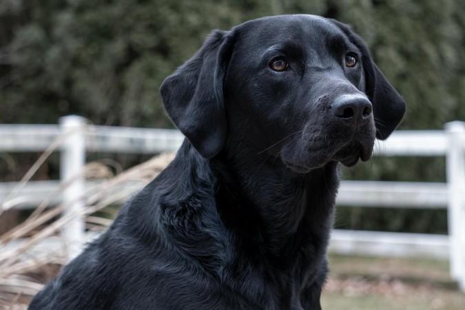 Black Labrador Retriever (Representational Picture) Black Labrador