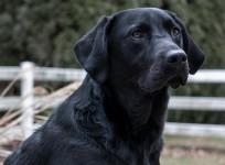 Black Labrador