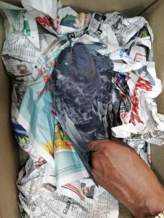 Injured pigeon kept in a cardboard box with holes and 'dunzoed' to the hospital