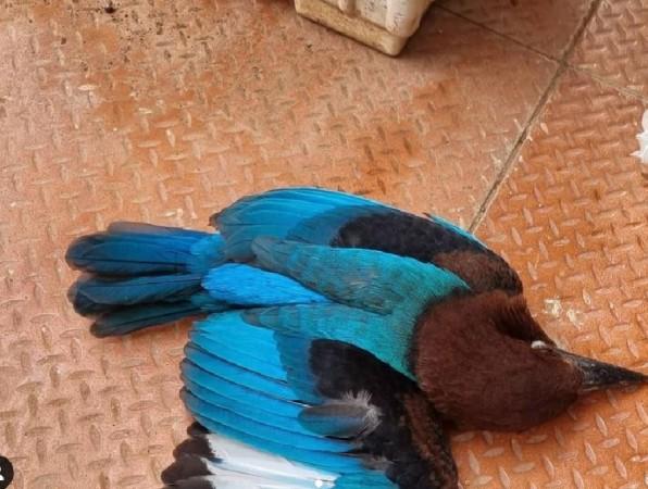 A weak Kingfisher bird rescued by Divya Shetty A weak Kingfisher bird rescued by Divya Shetty
